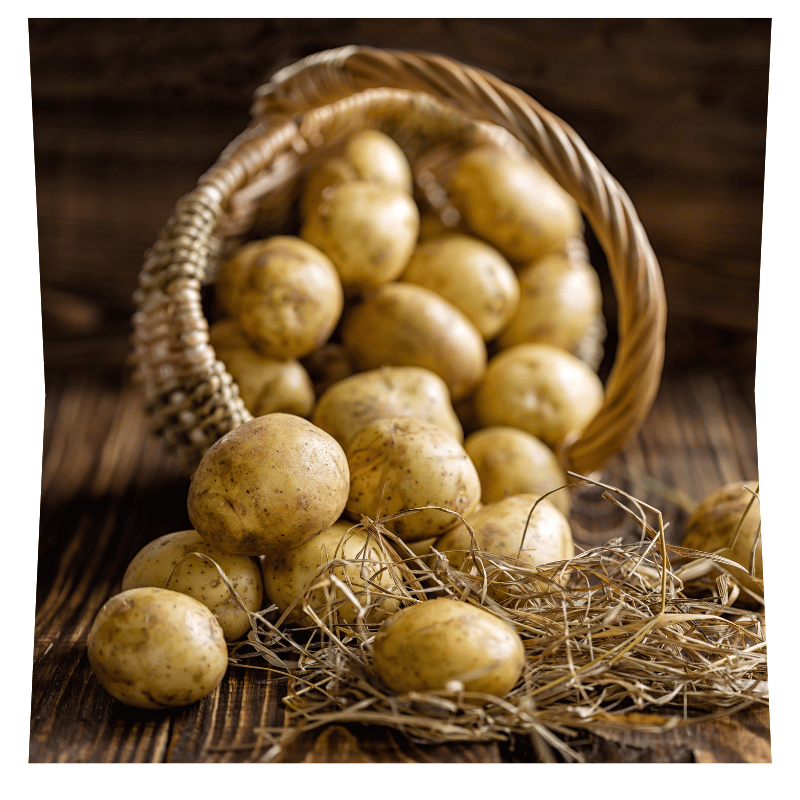 Panier de pommes de terre renversé variété Agria avec branches de foin