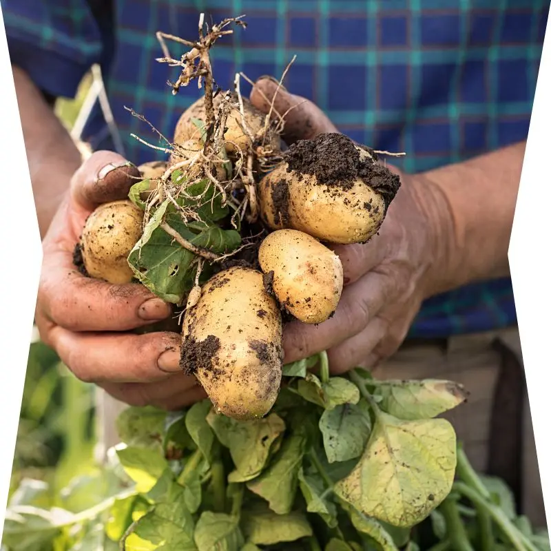 pomme de terre avec terre saveurs frites